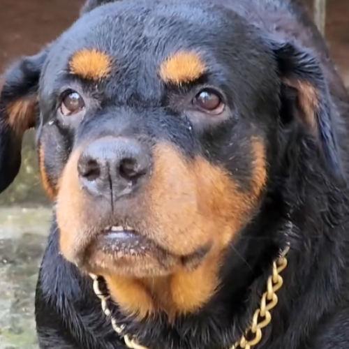 GOLDBARMAS 1